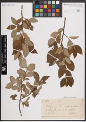 Foto von Salix caprea L.
